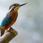 Birds and their importance in human lives (1)