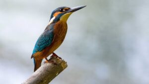 Birds and their importance in human lives (1)